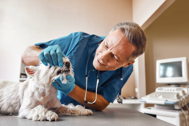 Best Same-Day Emergency Dental Services in Battle Creek, MI